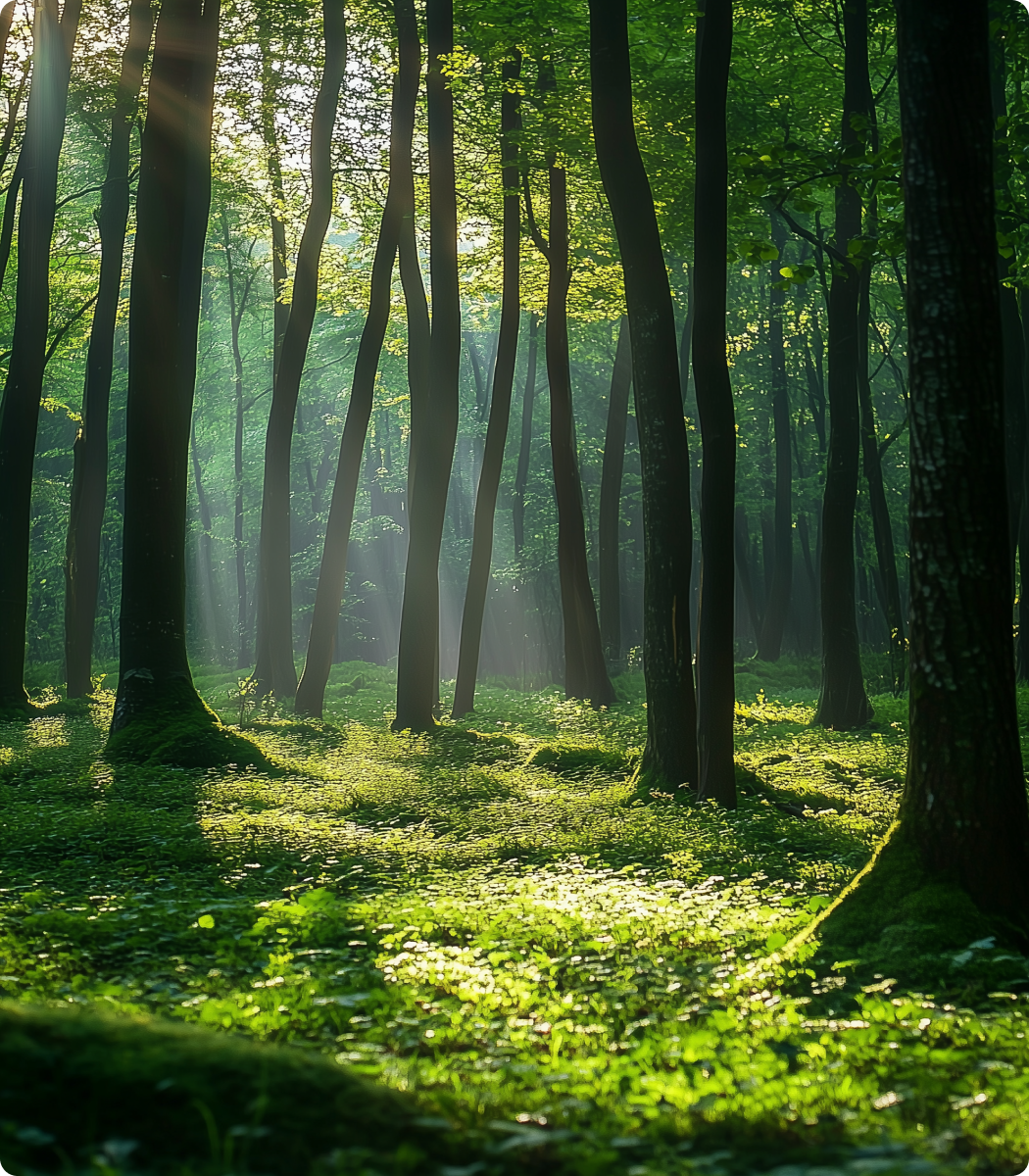 Multiple trees in forest